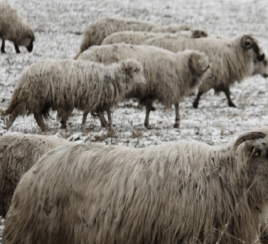 Entre lobos, ovelhas e pastores