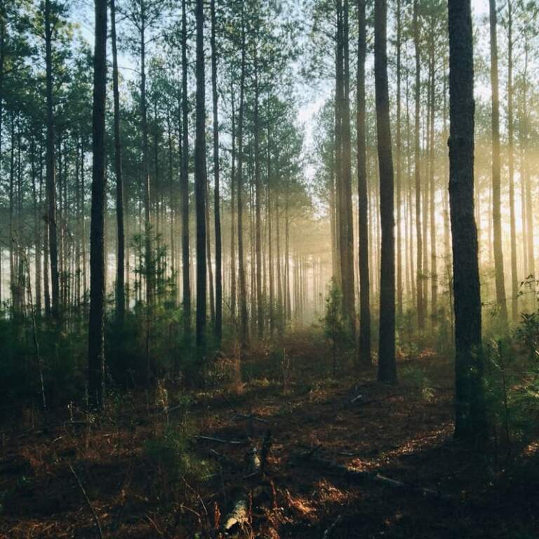 O Bosque