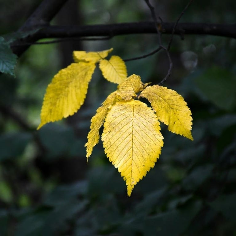 Entre o Eu e o Nós: Onde a Escuta Ganha Voz
