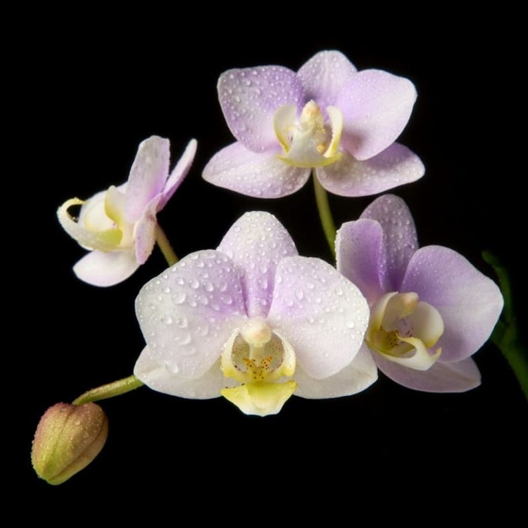 A Beleza da Pausa como Movimento Consciente