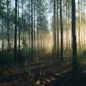 O Bosque